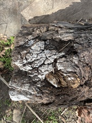 Ceratiomyxa fruticulosa