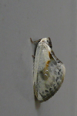 Cilix glaucata
