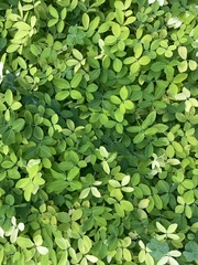 Arachis pintoi