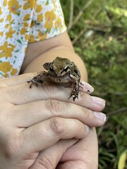 Leptodactylus albilabris