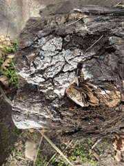 Ceratiomyxa fruticulosa