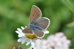 Aricia nicias