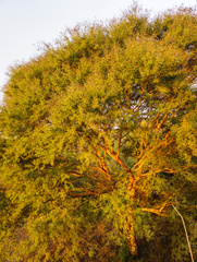 Vachellia leucophloea