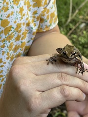 Leptodactylus albilabris