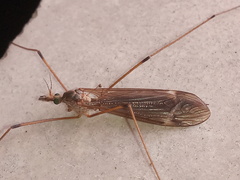 Platytipula