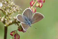 Aricia nicias
