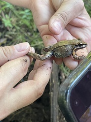 Leptodactylus albilabris