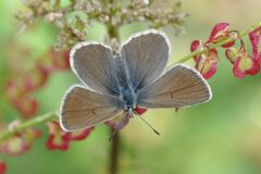 Aricia nicias