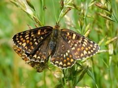 Melitaea phoebe