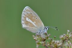 Aricia nicias