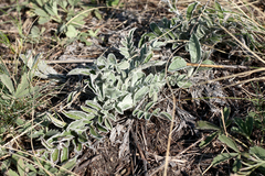 Psephellus marschallianus