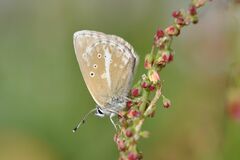 Aricia nicias