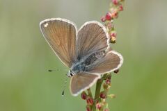 Aricia nicias