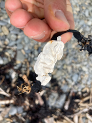 Lithophyllum carpophylli