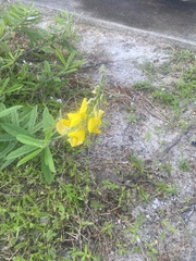 Crotalaria
