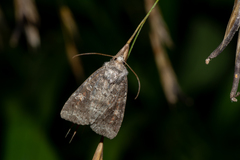 Parastichtis suspecta
