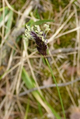 Sesleria
