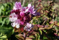 Origanum vulgare