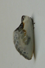 Cilix glaucata