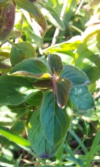 Origanum vulgare