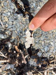 Lithophyllum carpophylli