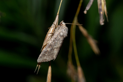 Parastichtis suspecta