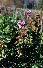 Origanum vulgare