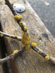 Polycauliona polycarpa