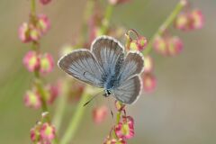 Aricia nicias