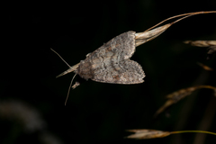 Parastichtis suspecta
