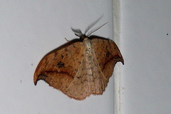 Drepana falcataria