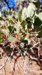 Arctostaphylos pringlei