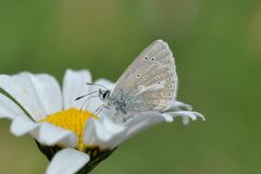Aricia nicias