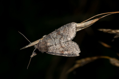 Parastichtis suspecta