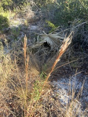 Andropogon floridanus