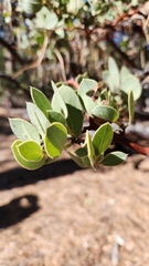 Arctostaphylos pringlei