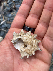 Astraea heliotropium