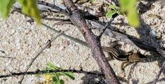 Pholidoscelis exsul