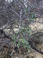 Ceanothus oliganthus