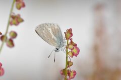 Aricia nicias