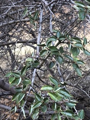 Ceanothus oliganthus