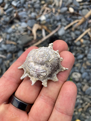 Astraea heliotropium