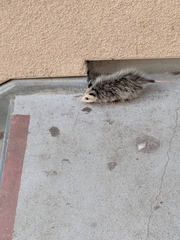 Didelphis virginiana