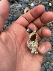 Astraea heliotropium