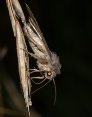 Parastichtis suspecta