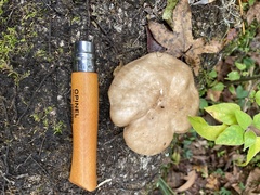 Agaricomycotina