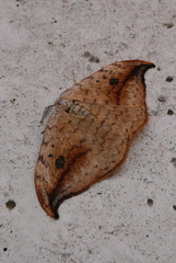 Drepana falcataria