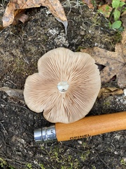 Agaricomycotina