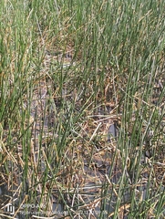 Eleocharis sphacelata