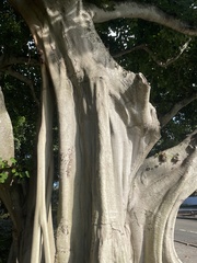 Ficus benghalensis
